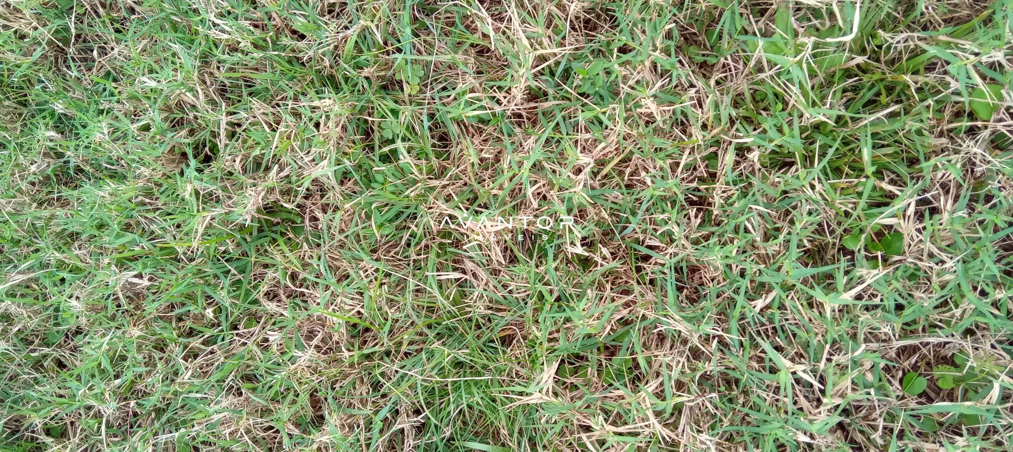 Campo à venda em Zona Rural, Cachoeira do Sul/RS — foto 7 de 26