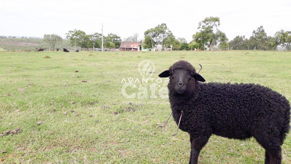 Chácara com 3 quartos à venda em Zona Rural, São Sepé/RS — foto 35 de 35