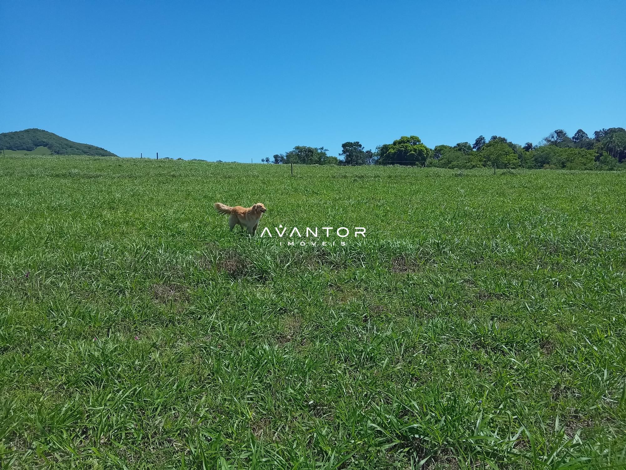 Chácara com 3 quartos à venda em Zona Rural, São Pedro do Sul/RS — foto 2 de 33