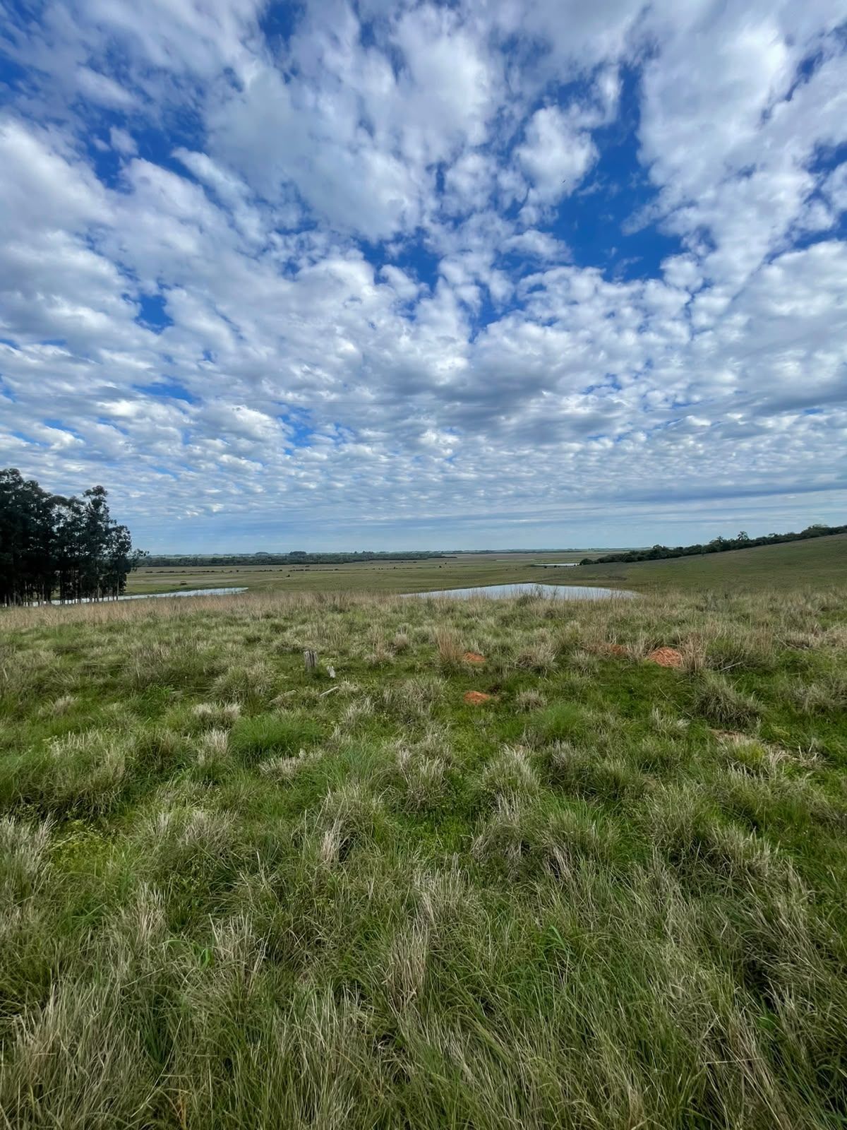 Campo à venda em Zona rural, Jaguari/RS — foto 7 de 23