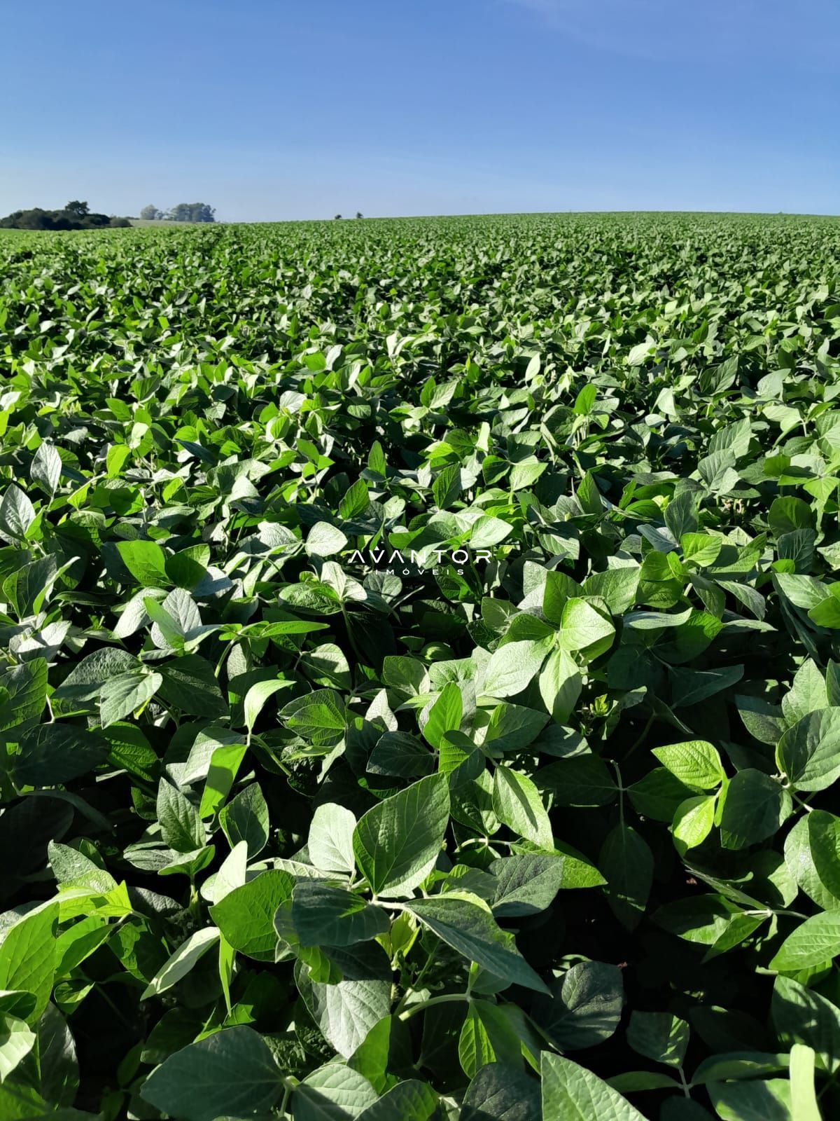 Fazenda com 3 quartos à venda em Rosa, São Sepé/RS — foto 6 de 14