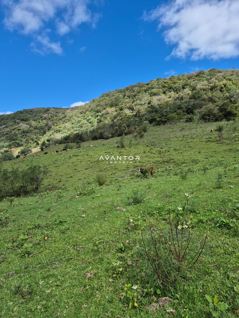 Campo à venda em Zona rural, São Martinho da Serra/RS — foto 2 de 10