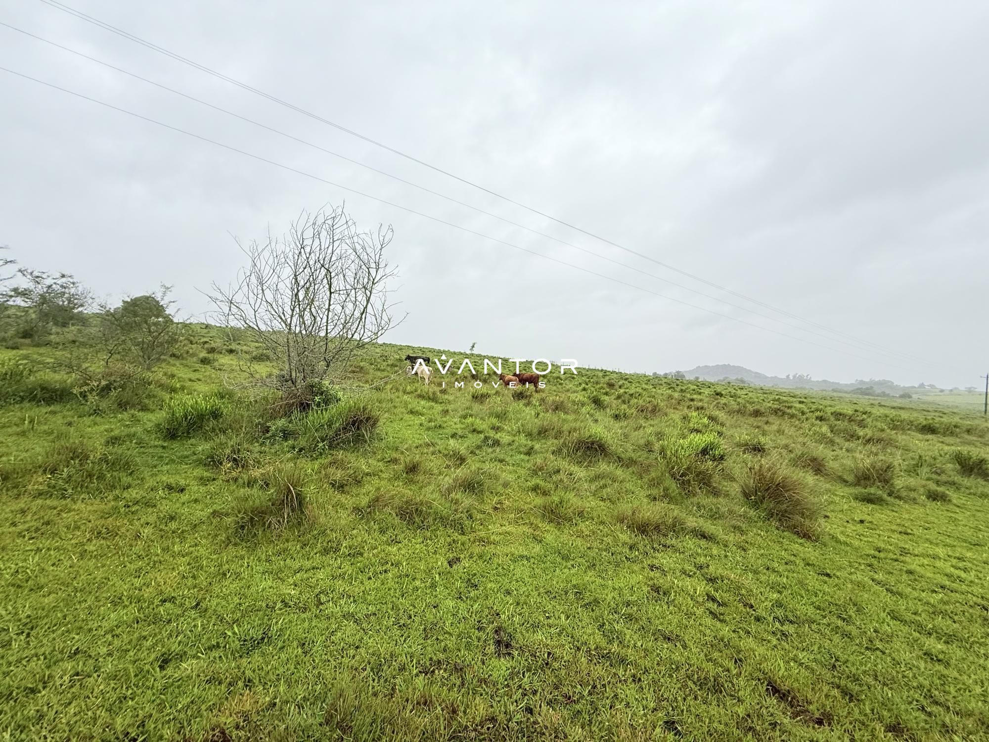 Campo à venda em Interior, Dilermando de Aguiar/RS — foto 14 de 14