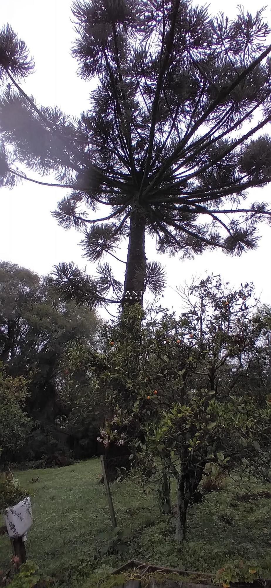 Chácara com 3 quartos à venda em Parque Serrano I, Itaara/RS — foto 6 de 14