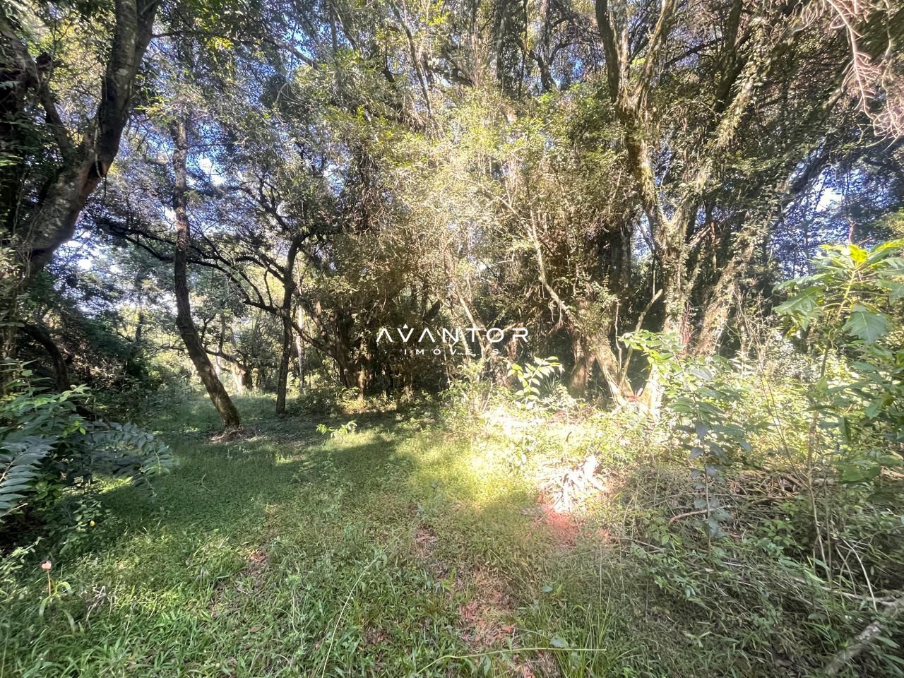 1.5 ha área de mata nativa — Campo à venda em Boca do Monte, Santa Maria/RS