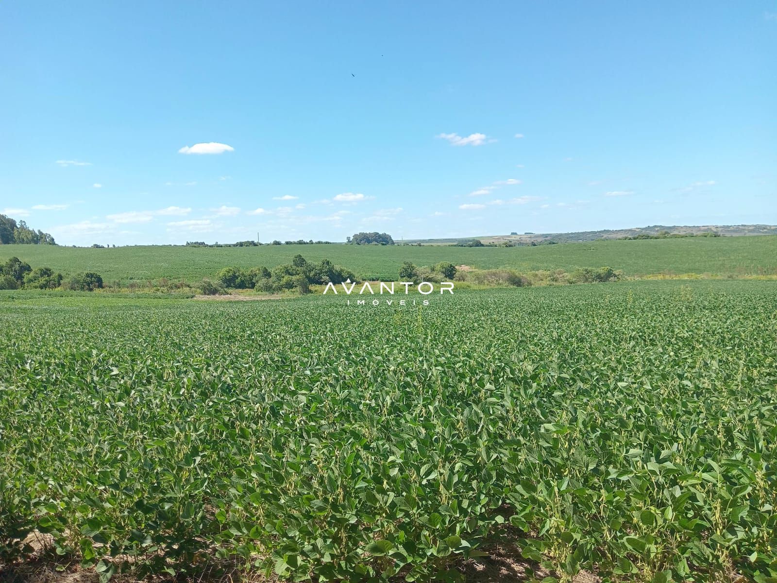 Campo à venda em Zona Rural, São Sepé/RS — foto 4 de 4