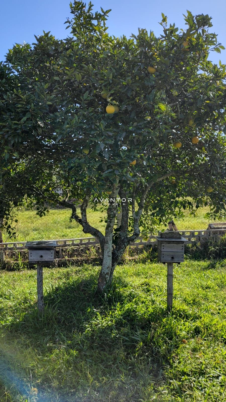 Casa com 2 quartos à venda em Boca do Monte, Santa Maria/RS — foto 4 de 4