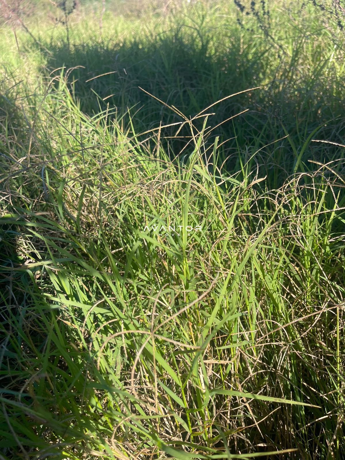 Campo à venda em Campestre do Menino Deus, Santa Maria/RS — foto 3 de 3
