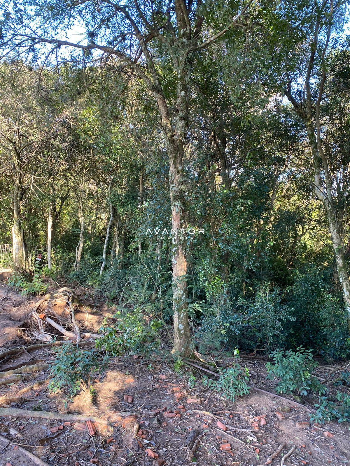 Chácara com 2 quartos à venda em Palma, Santa Maria/RS — foto 14 de 15