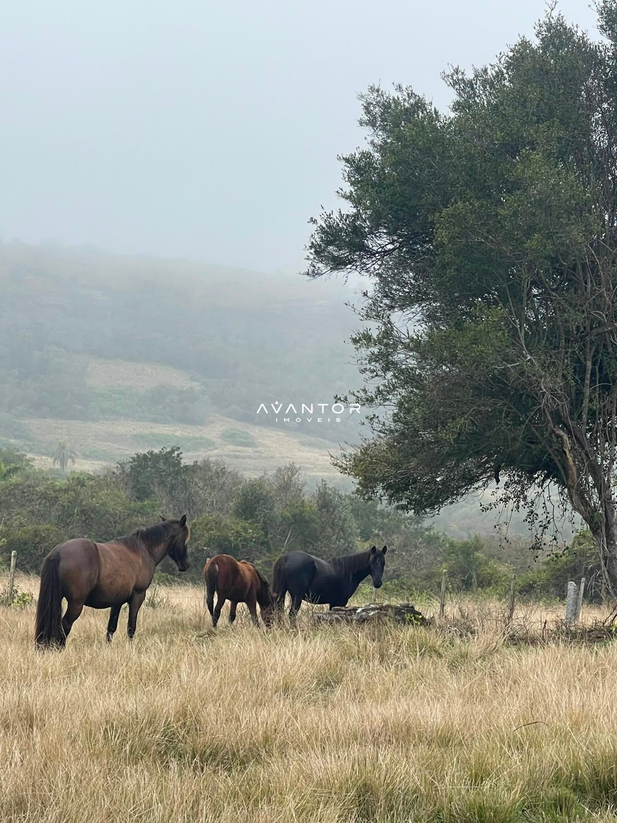 Fazenda com 3 quartos à venda em Zona rural, Santana da Boa Vista/RS — foto 4 de 13