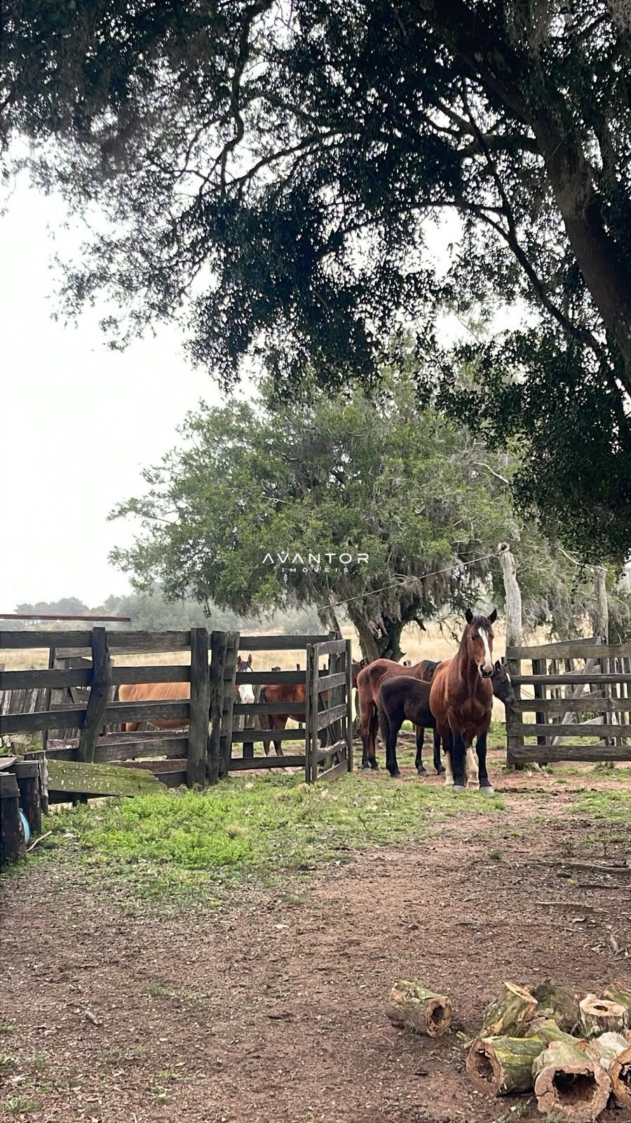 Fazenda com 3 quartos à venda em Zona rural, Santana da Boa Vista/RS — foto 7 de 13