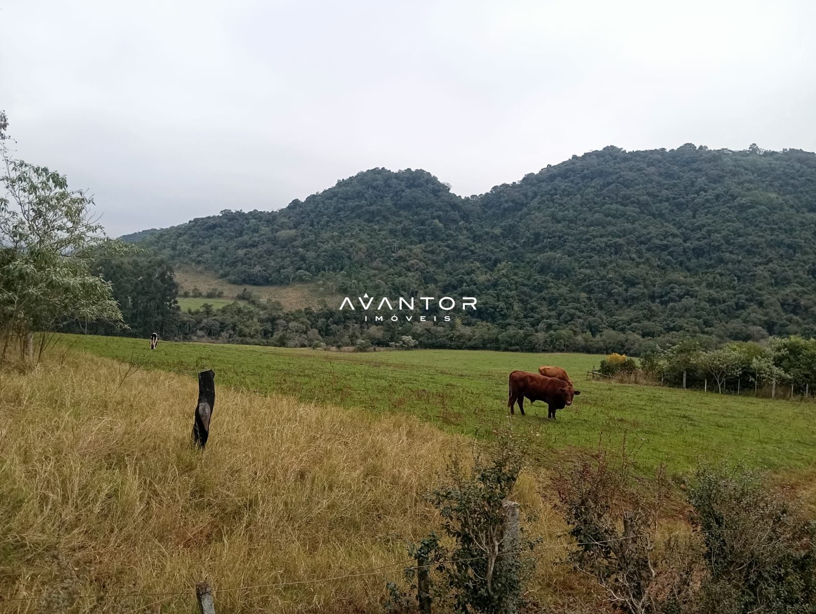 Campo à venda em Zona rural, Toropi/RS — foto 8 de 11