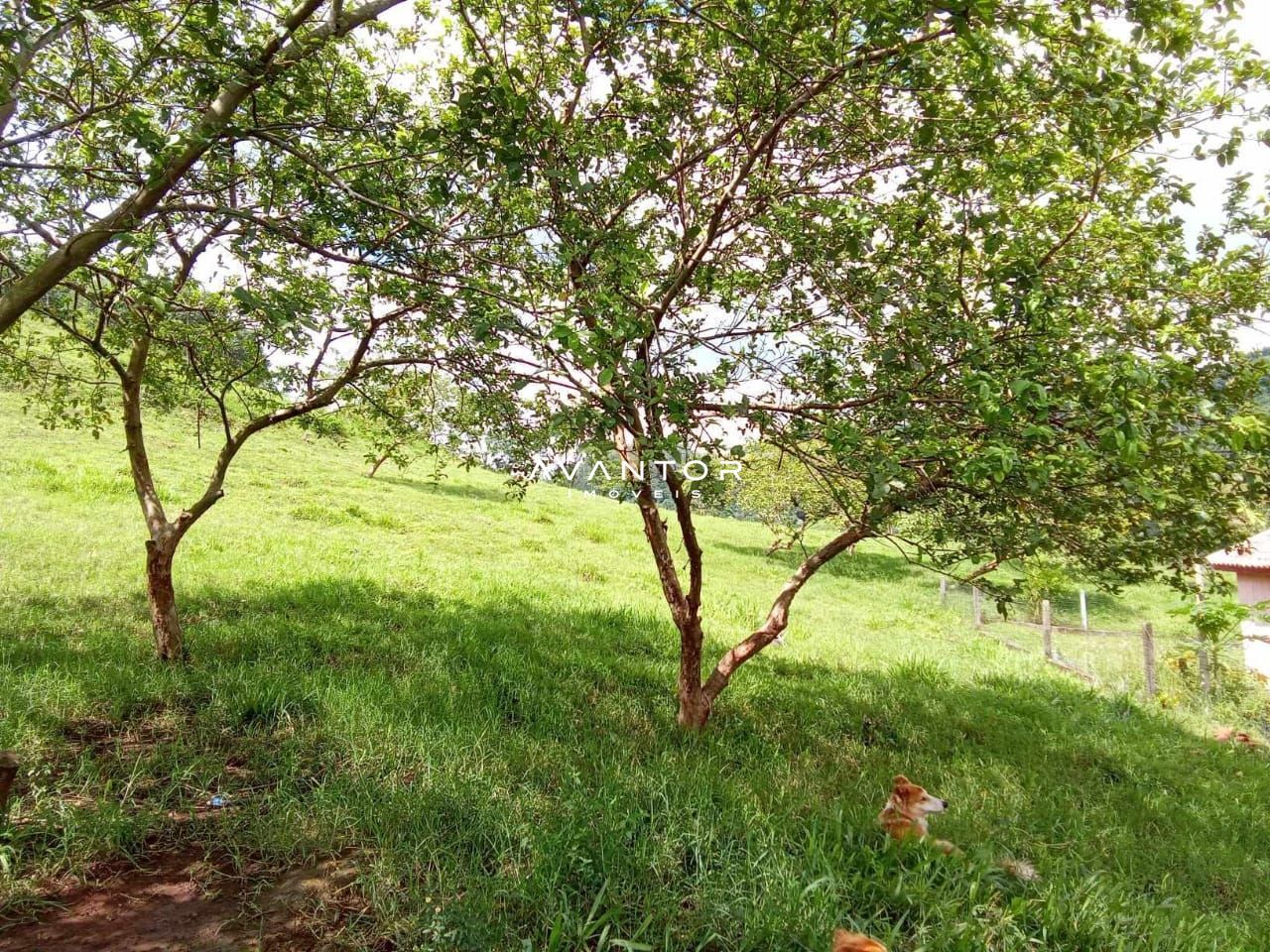 Campo à venda em Braço Forte, Tenente Portela/RS — foto 4 de 9