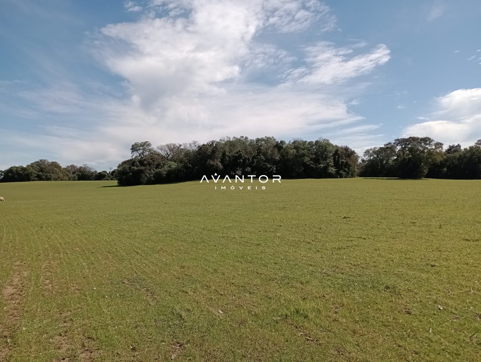 Campo à venda em Zona rural, São Martinho da Serra/RS — foto 5 de 7